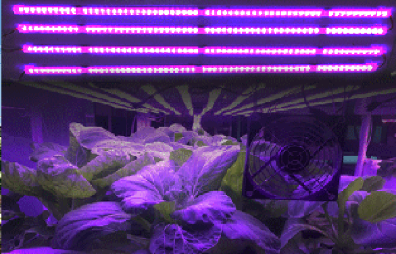 LED冷光源的使用指南：为何选择它？